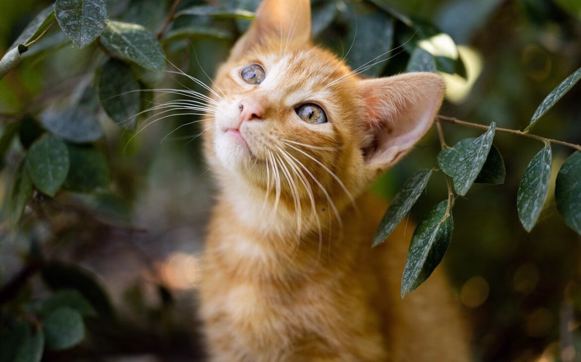 Blog 4 Jardin aromatico para gatos