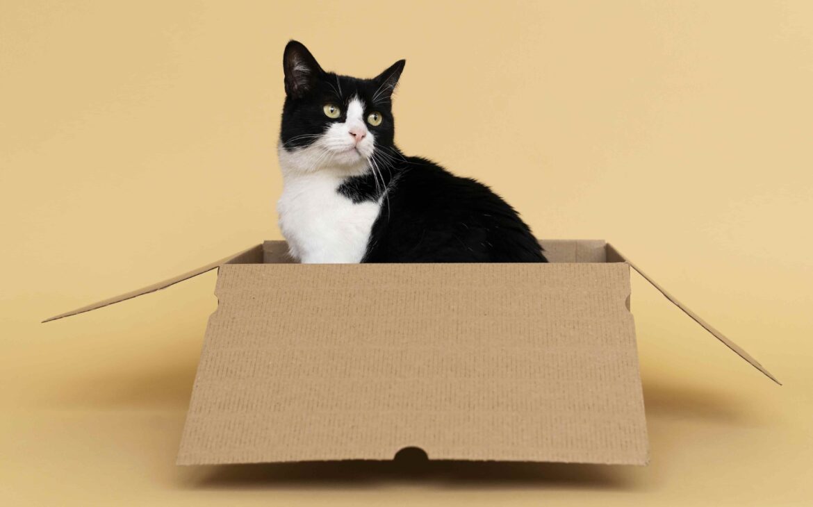 juguetes caseros para gatos