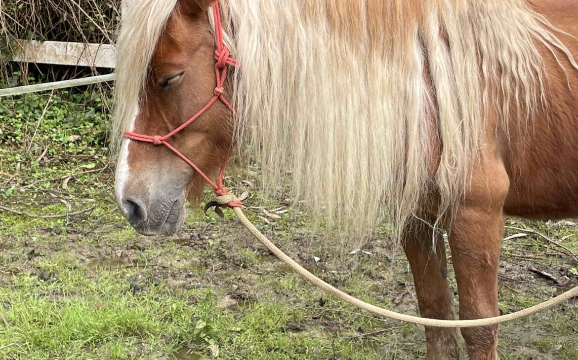 zoofarmacognosis aplicada caballos equina