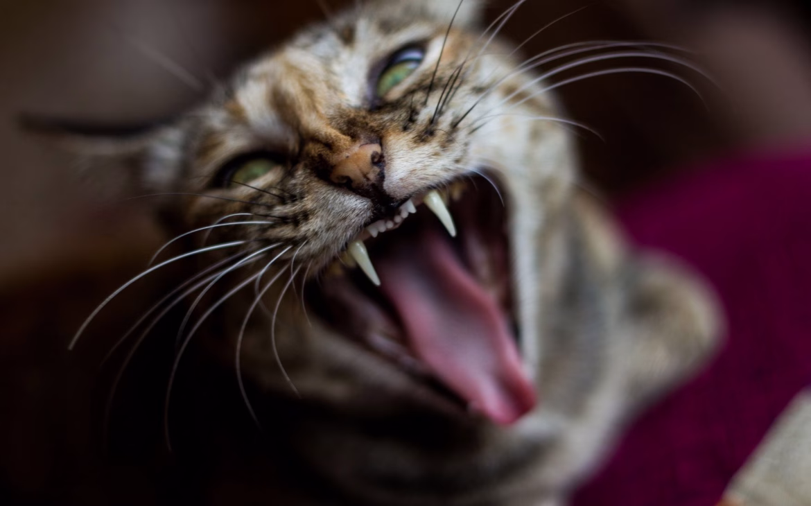 Agresividad Redirigida en Gatos (AR): Entendiendo las Causas y desencadenantes 1 Agresividad Redirigida en Gatos (AR)