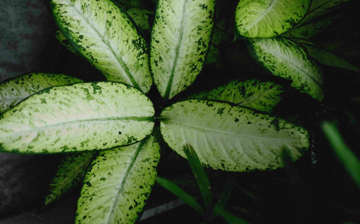 Dieffenbachia planta tóxica gatos