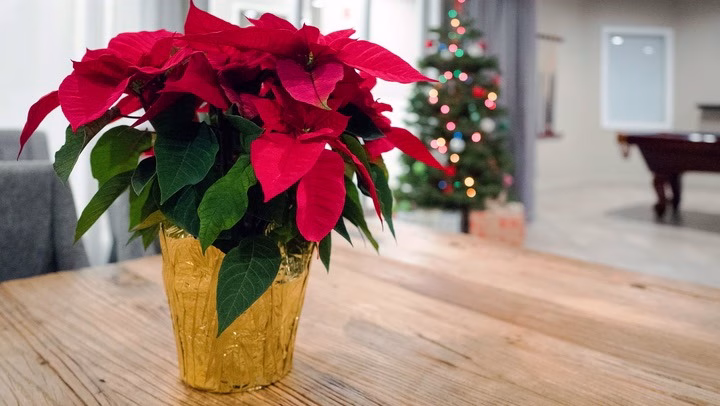 ¿Sabes cuales son las plantas tóxicas para gatos? evítalas y crea un entorno seguro en casa 8 Poinsettia planta tóxica gatos