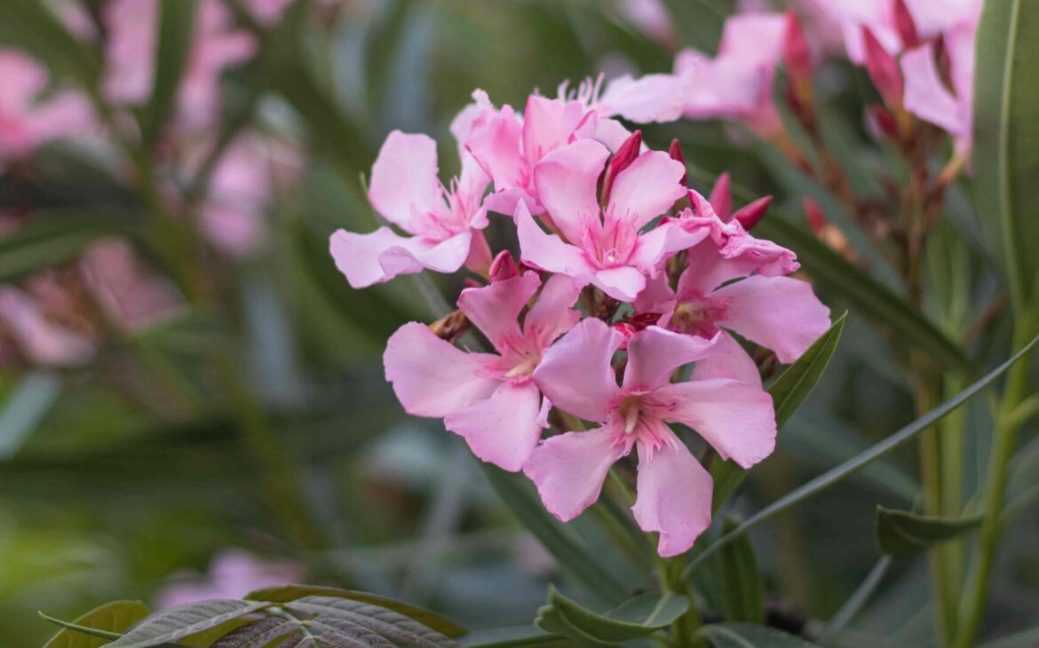 adelfa oleander plantas tóxicas para gatos