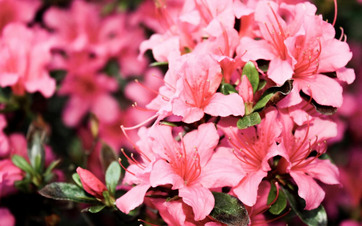 azaleas plantas tóxicas para gatos