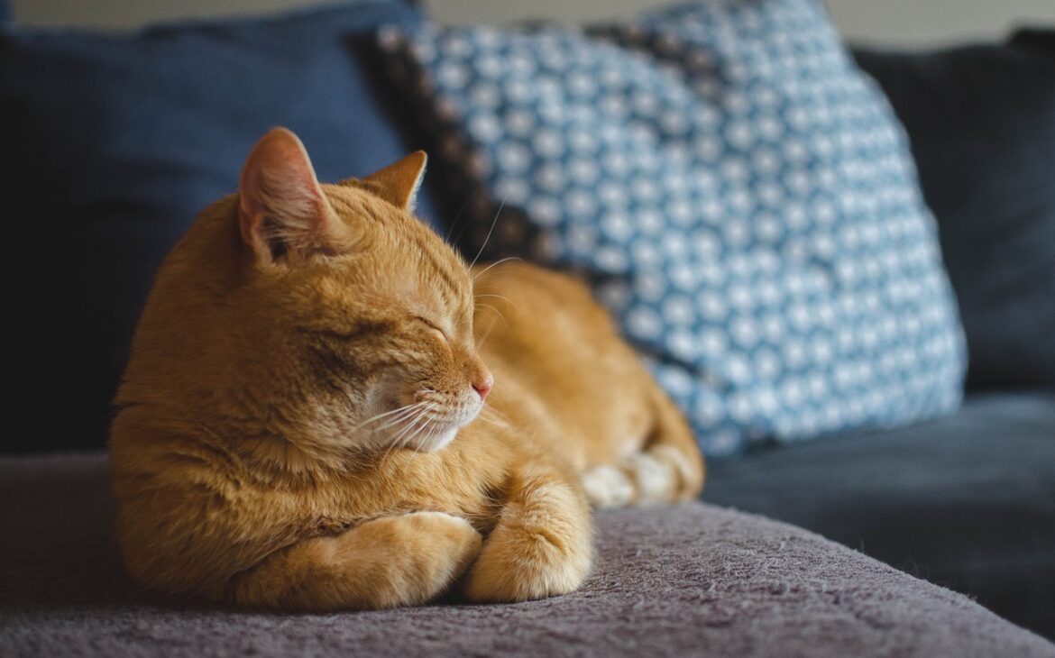 musica relajante para gatos