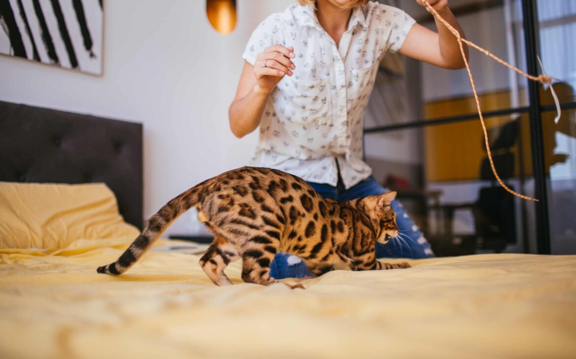 juegos para gatos con cuerdas