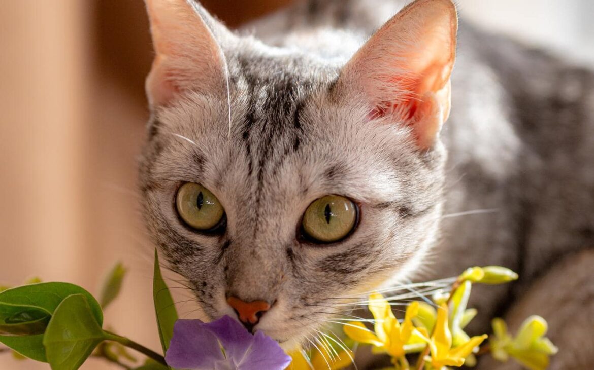 ¿Sabes cuales son las plantas tóxicas para gatos? evítalas y crea un entorno seguro en casa