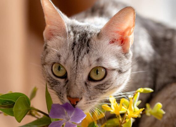 plantas toxicas para gatos