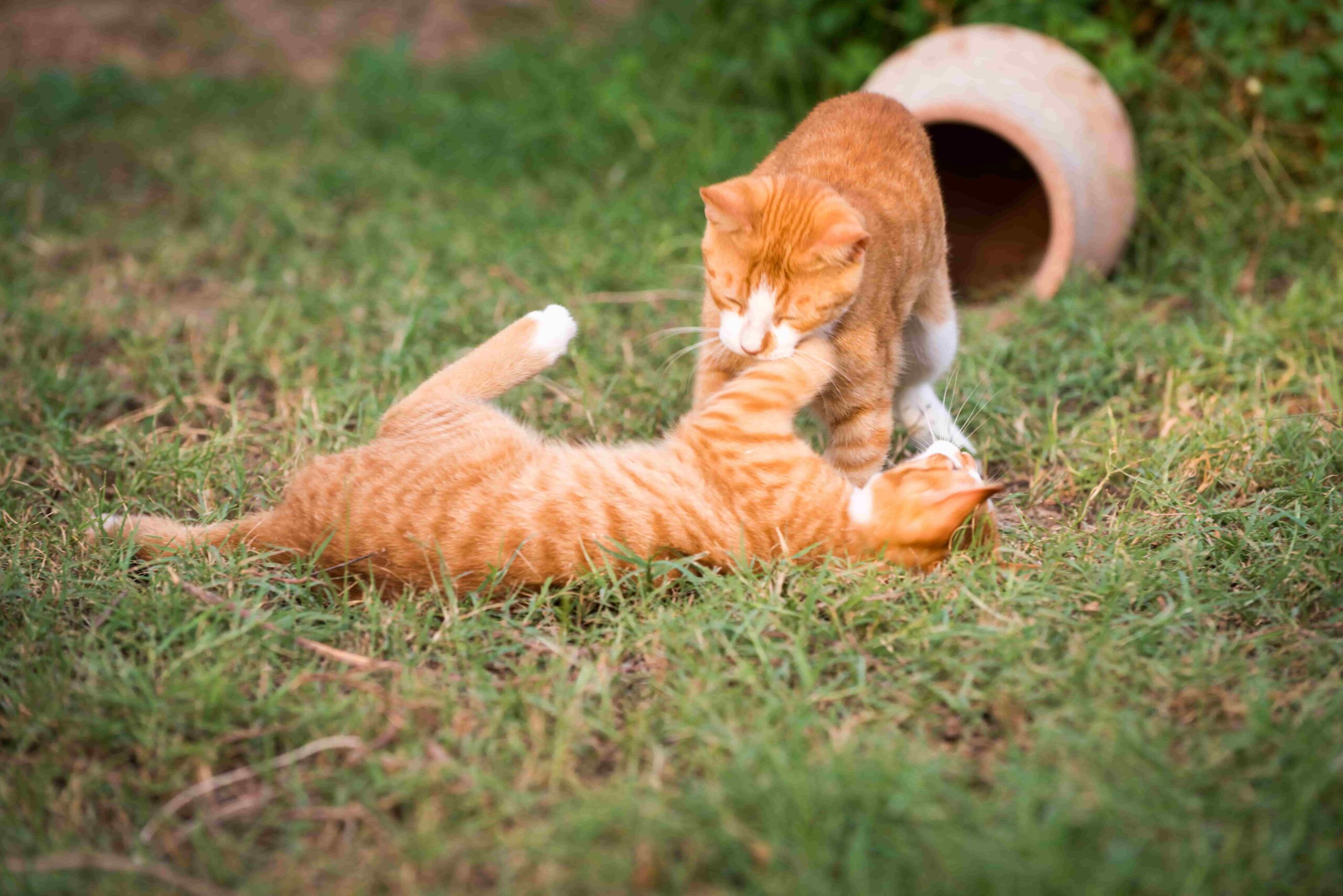 gatos jugando