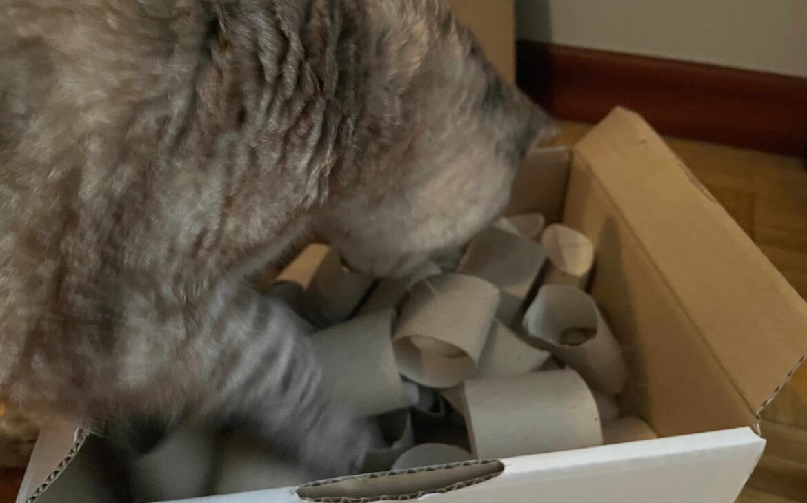 juegos caseros para gatos con rollos de papel higiénico