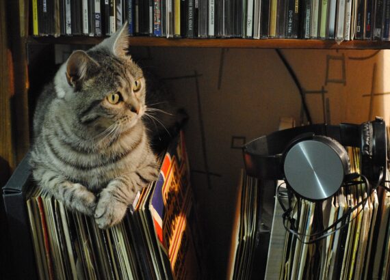 musica relajante para gatos