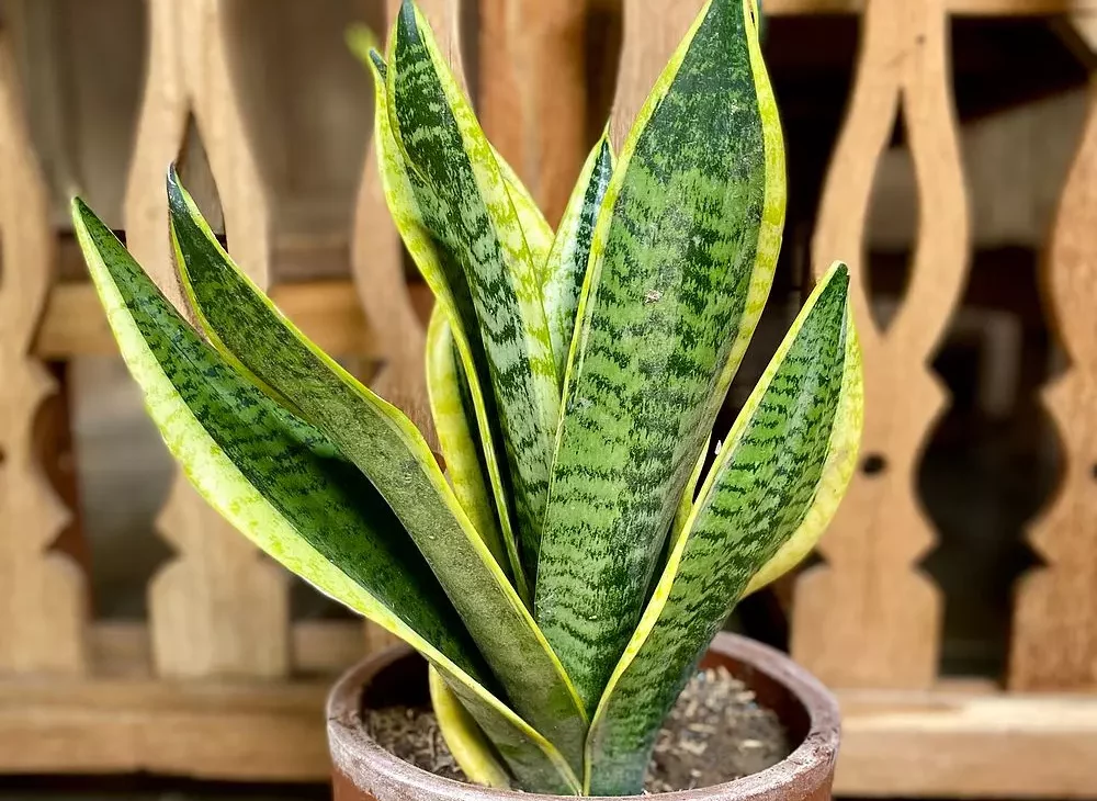 sansevieria trifasciata planta tóxica gatos