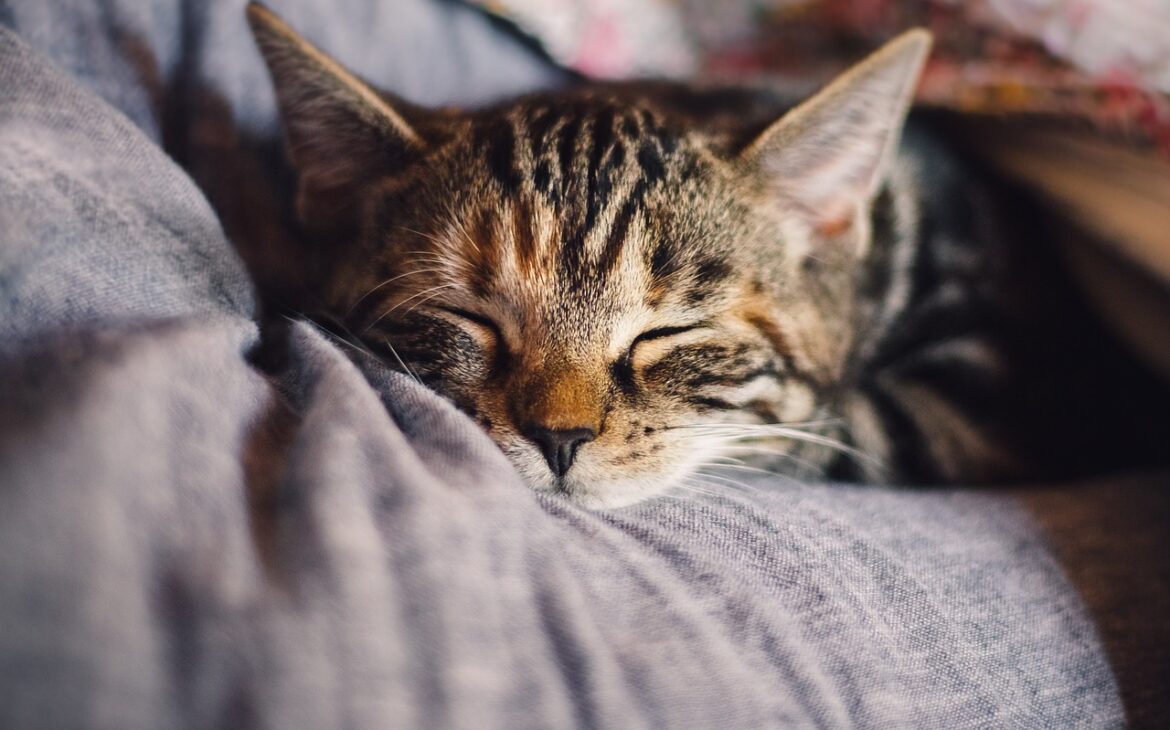 Consultas Gratuitas para Asociaciones, Protectoras y gatos sin hogar