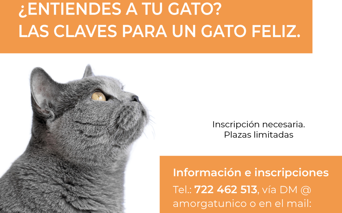 🐈 ¿Entiendes a tu gato? Las claves para un gato feliz