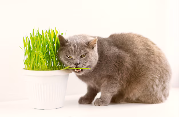 gato comiendo hierba para gatos o hierba gatera