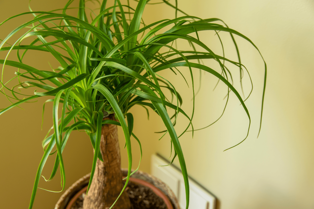 BEAUCARNEA pata de elefante y gatos