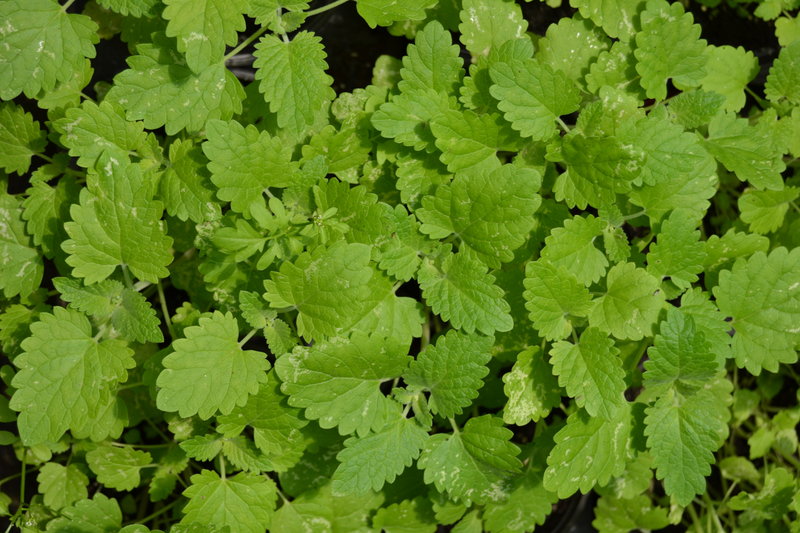 Nepeta cataria catnip y gatos