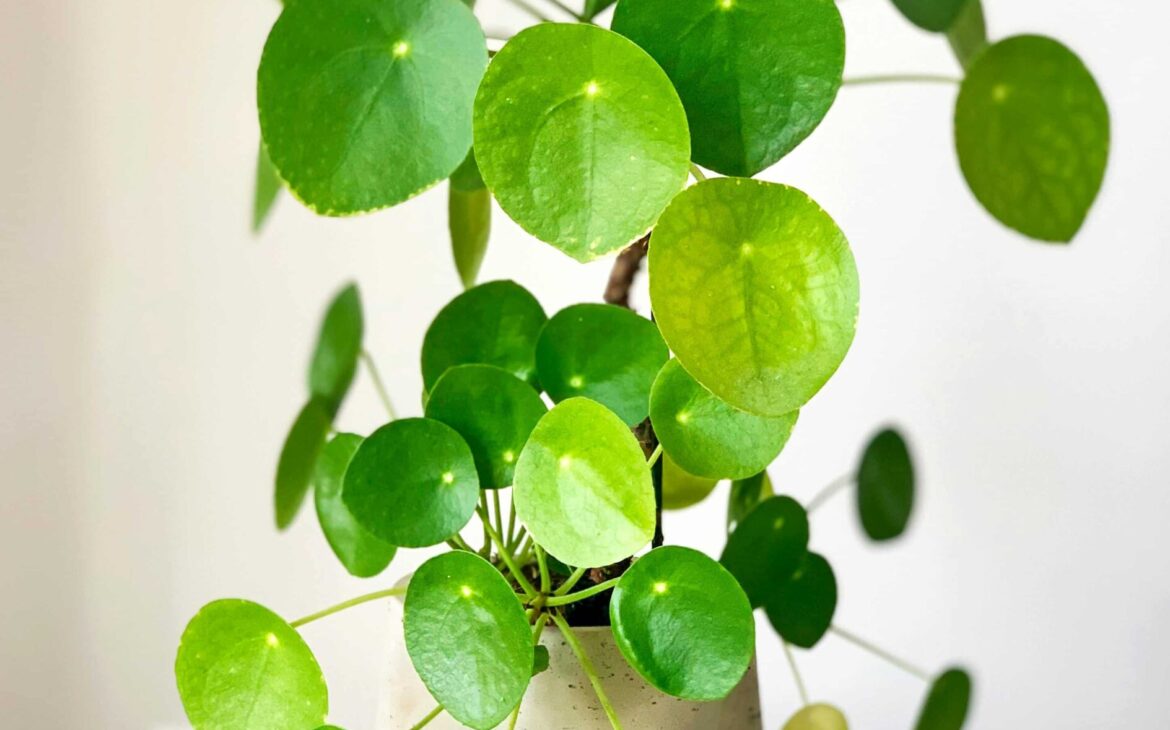 Pilea gatos