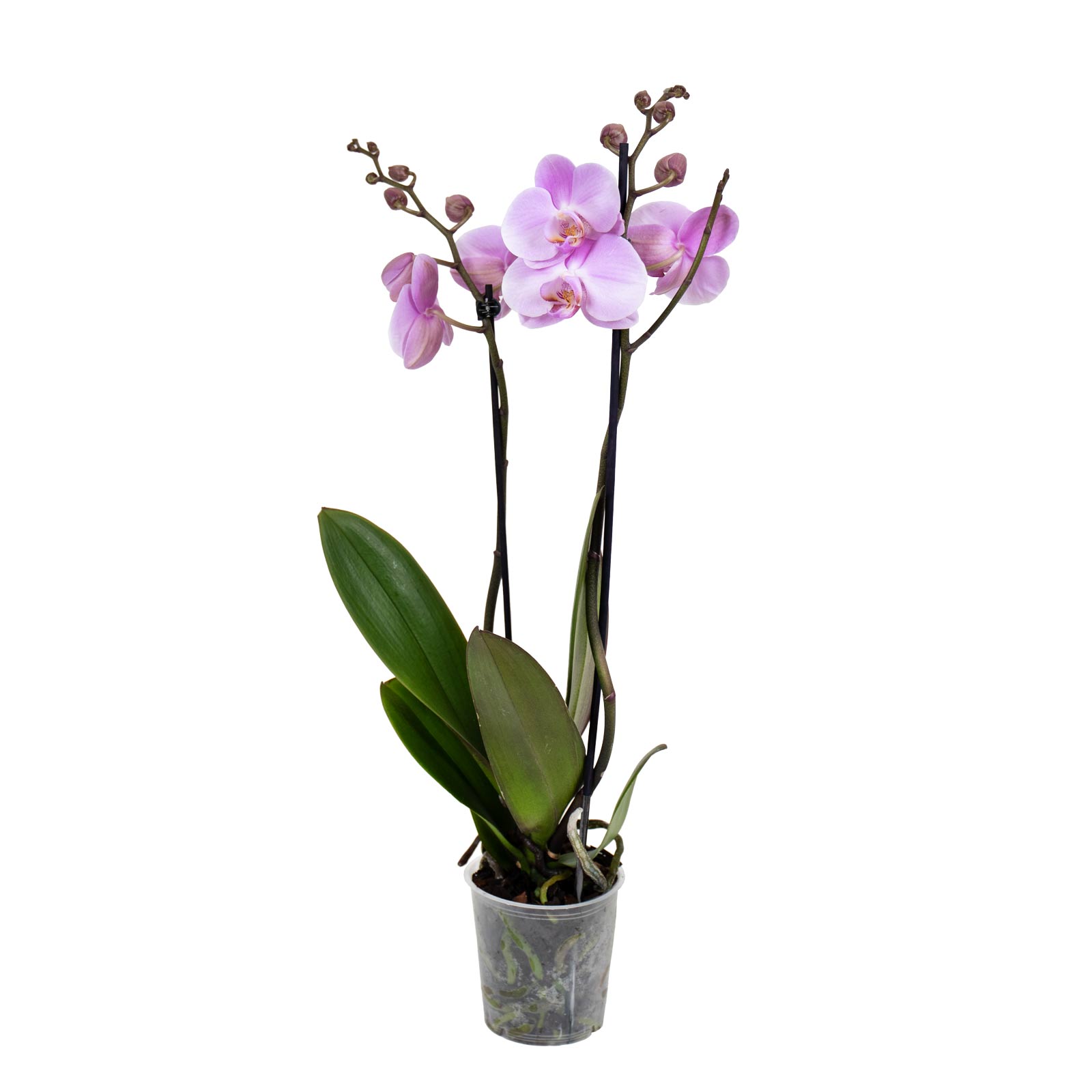 orquidea Phalaenopsis y. gatos