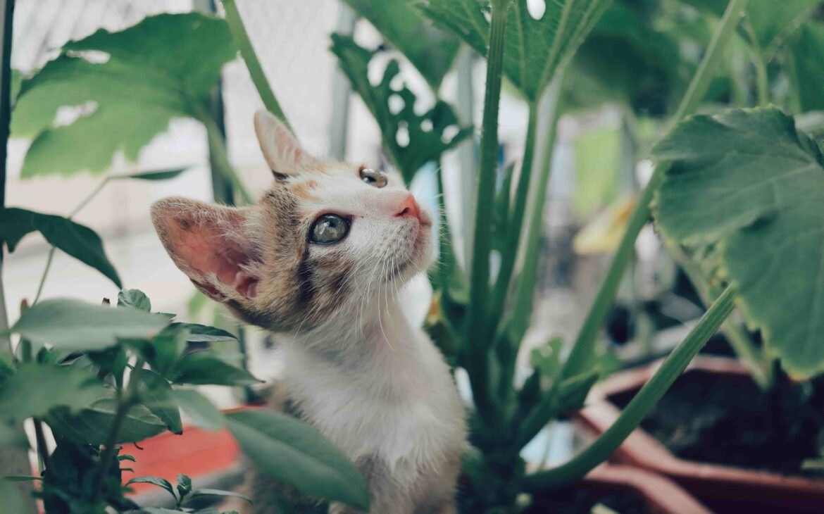 10 Plantas Seguras para Gatos: Naturaleza en casa sin Preocupaciones