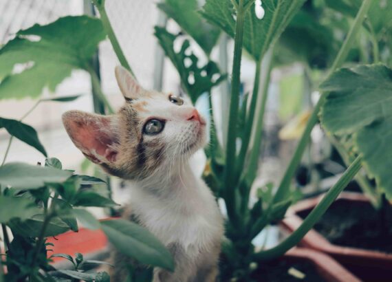 plantas seguras para gatos