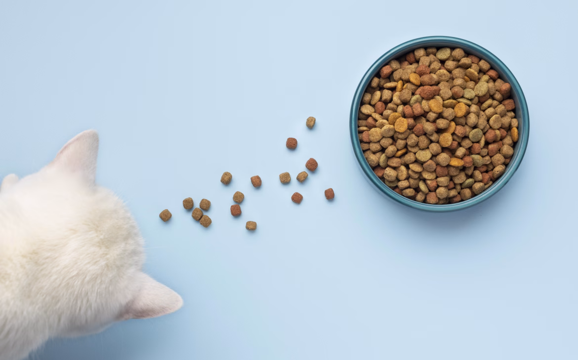 como escoger el mejor pienso para gatos