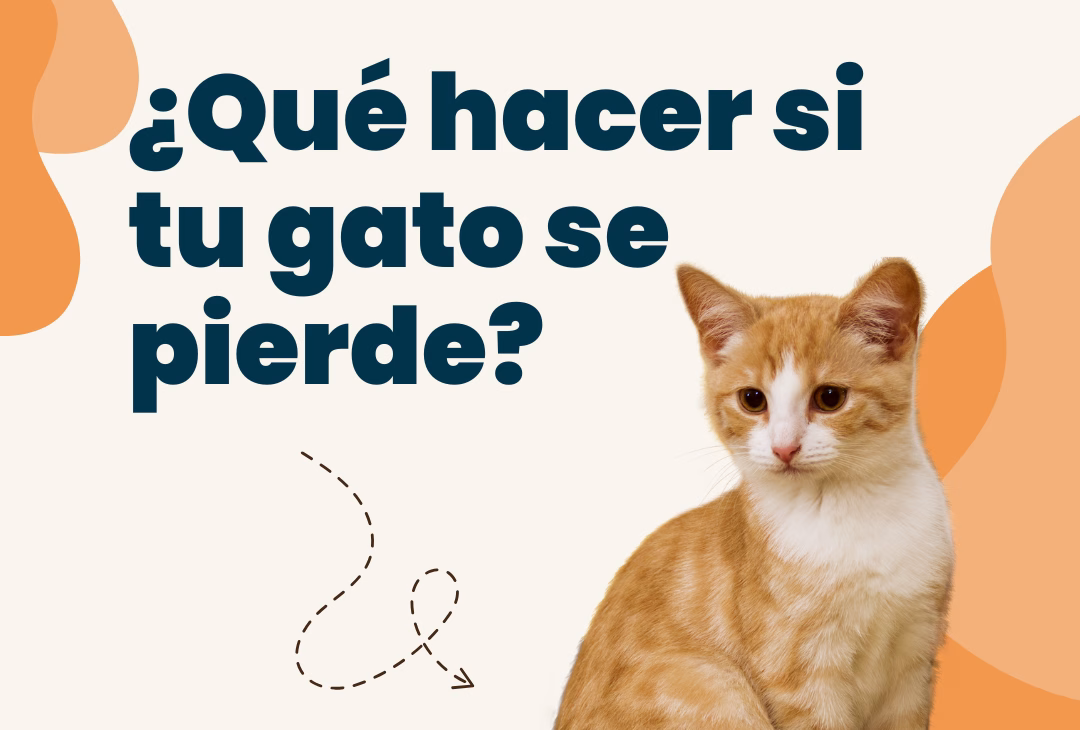como encontrar a un gato perdido