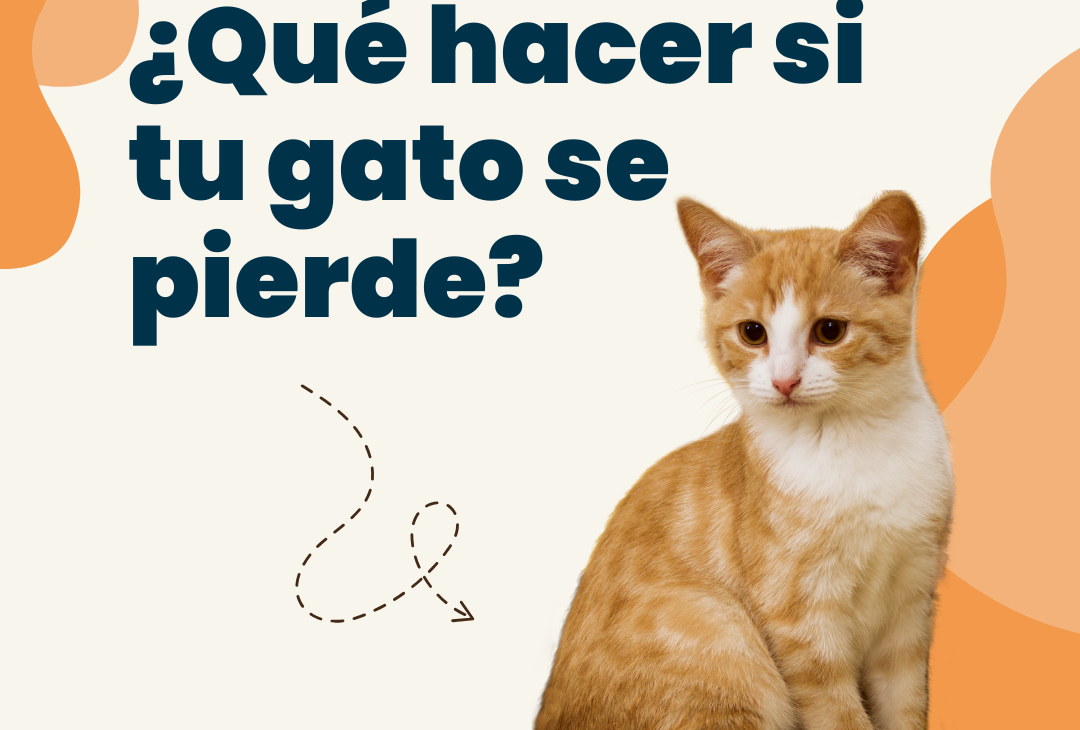 como encontrar gato perdido