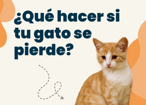 como encontrar gato perdido