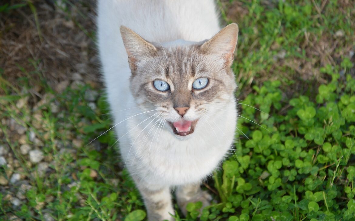 porque mi gato maulla tanto