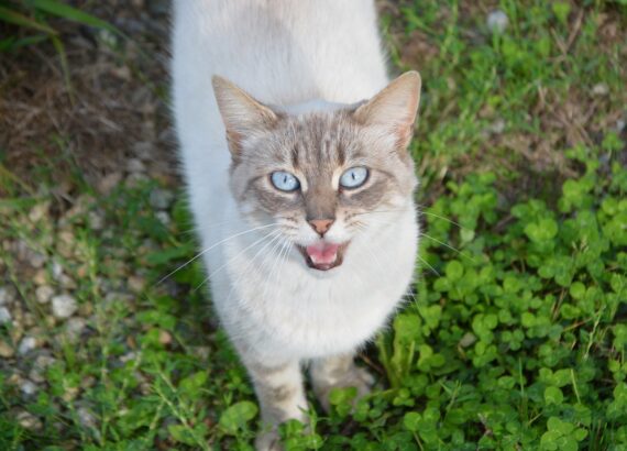 porque mi gato maulla tanto