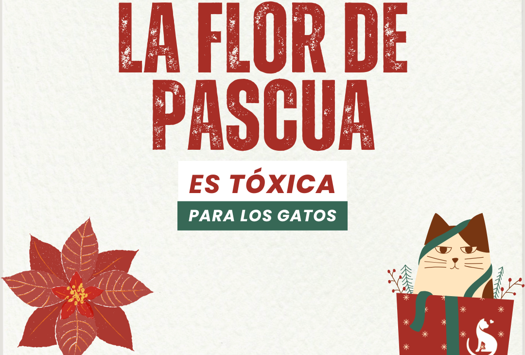 Toxicidad de la Flor de Pascua y Gatos