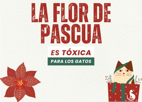 flor de pascua toxica gatos