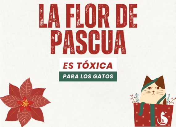 Toxicidad de la Flor de Pascua y Gatos 4 flor de pascua toxica gatos