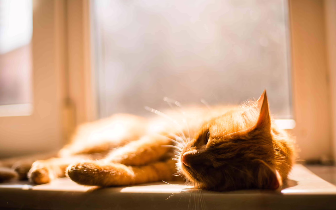 ¿Por qué a los gatos les gusta tanto el sol? 9 porque a los gatos les gusta tomar el sol