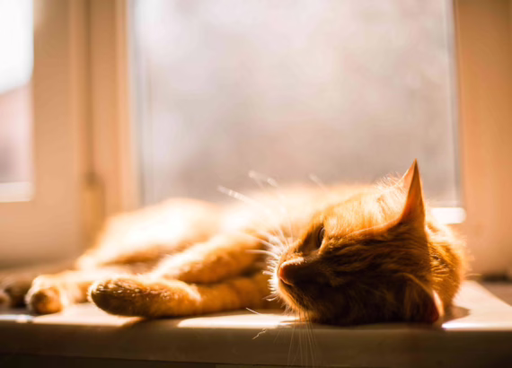 Inicio 77 porque a los gatos les gusta tomar el sol
