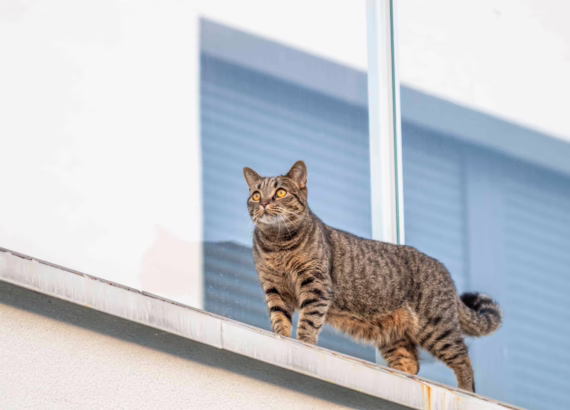 Inicio 78 redes para gatos y protecciones