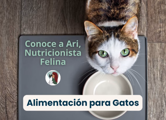 Inicio 75 Alimentacion para gatos