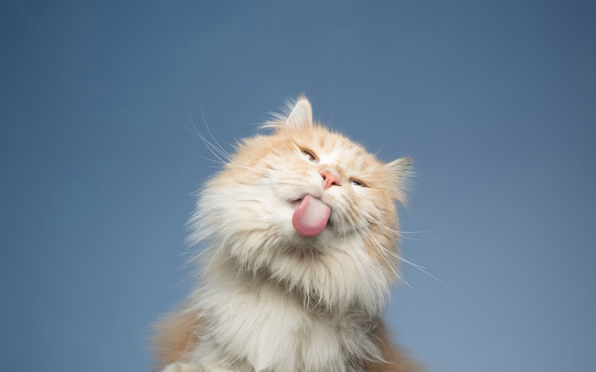 ¿Estás alimentando bien a tu Gato? Hablamos con Ari, Nutricionista felina 3 flores de bach para gatos