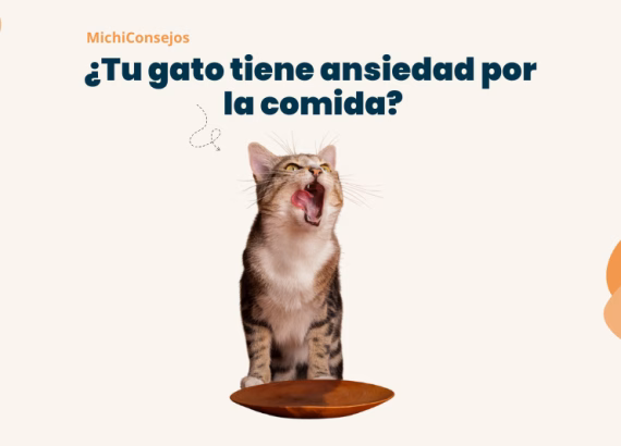 Inicio 76 gato ansiedad por la comida