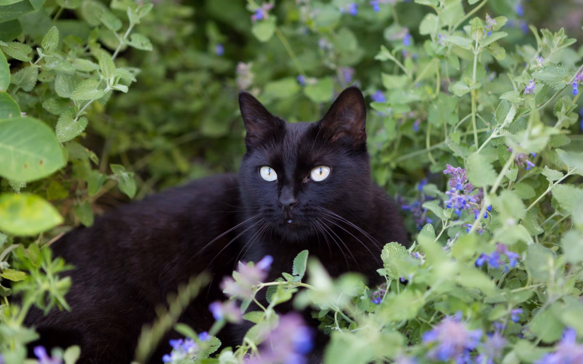 Cómo prepararte junto a tus gatos para la primavera 1 gatos descansando sobre catnip planta