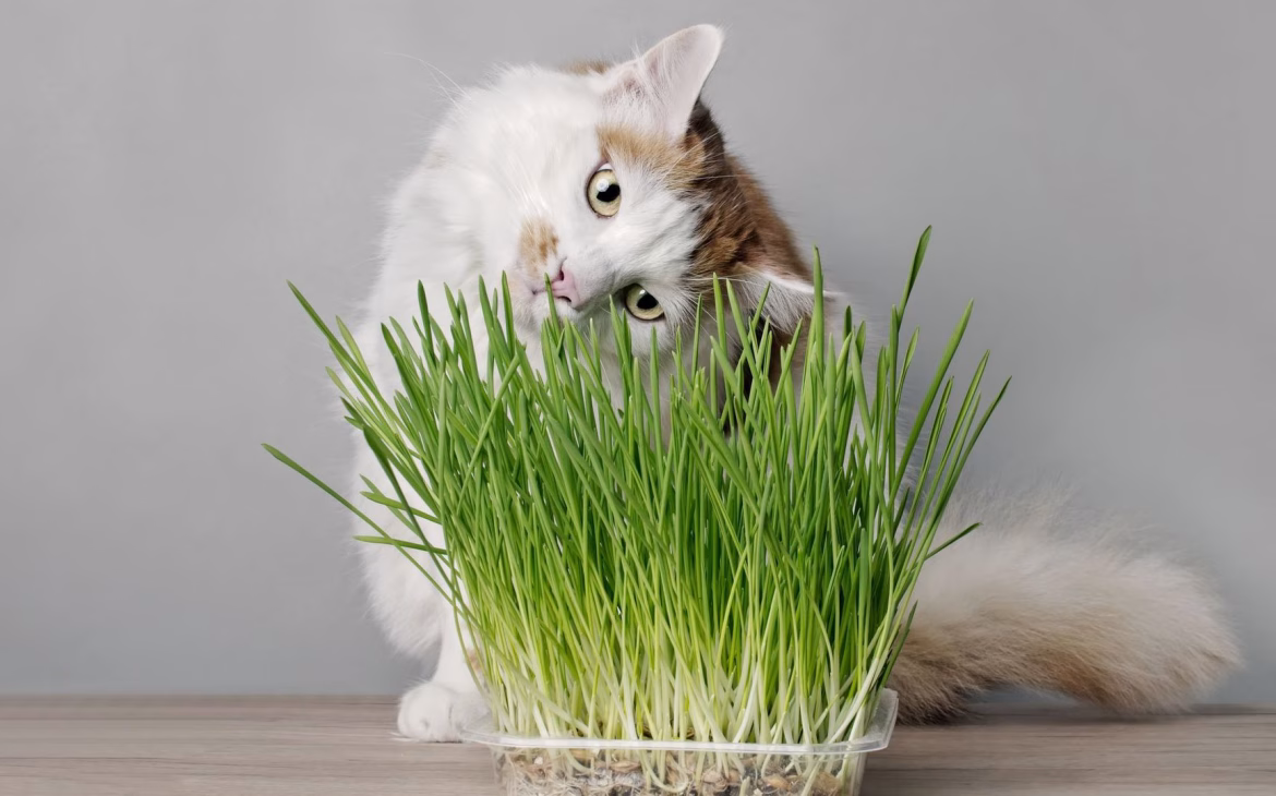 hierba para gatos o hierba gatera
