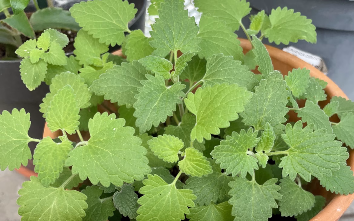 catnip o nepeta cataria gatos