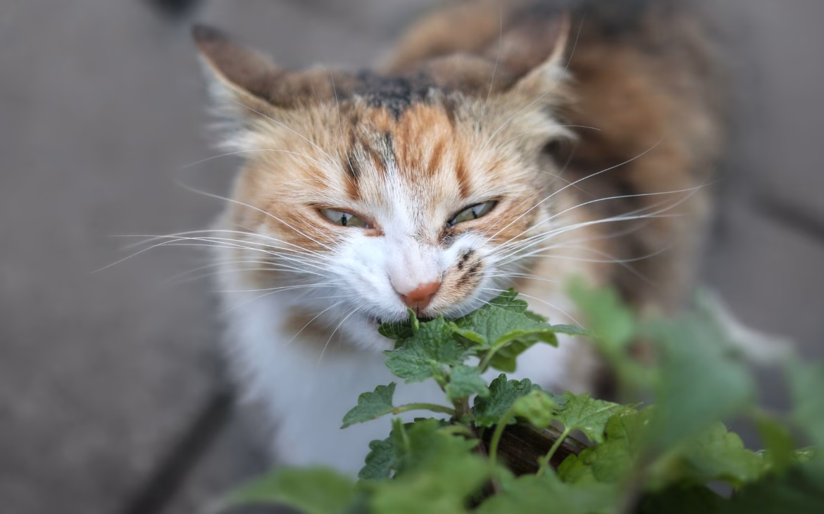 catnip para gatos nepeta cataria