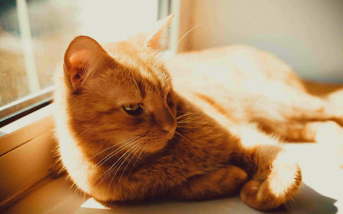 Cómo mantener fresco a tu gato en verano 1 como refrescar a los gatos en verano