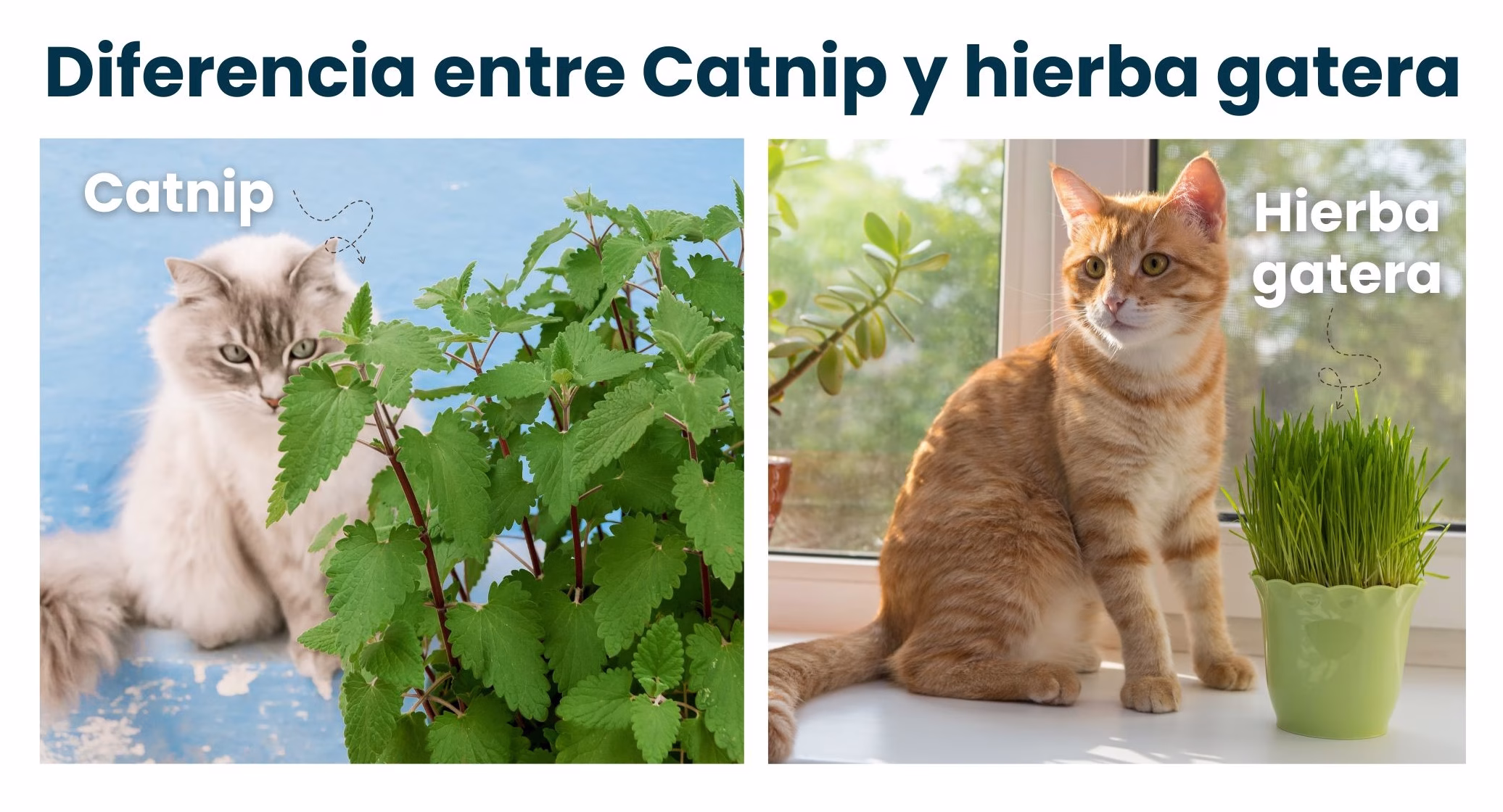 diferencia entre catnip y hierba gatera
