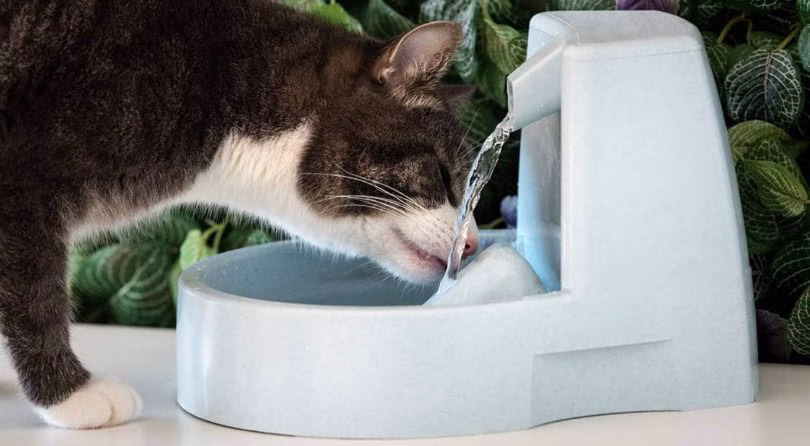 Cómo mantener fresco a tu gato en verano 2 gato-bebiendo-agua