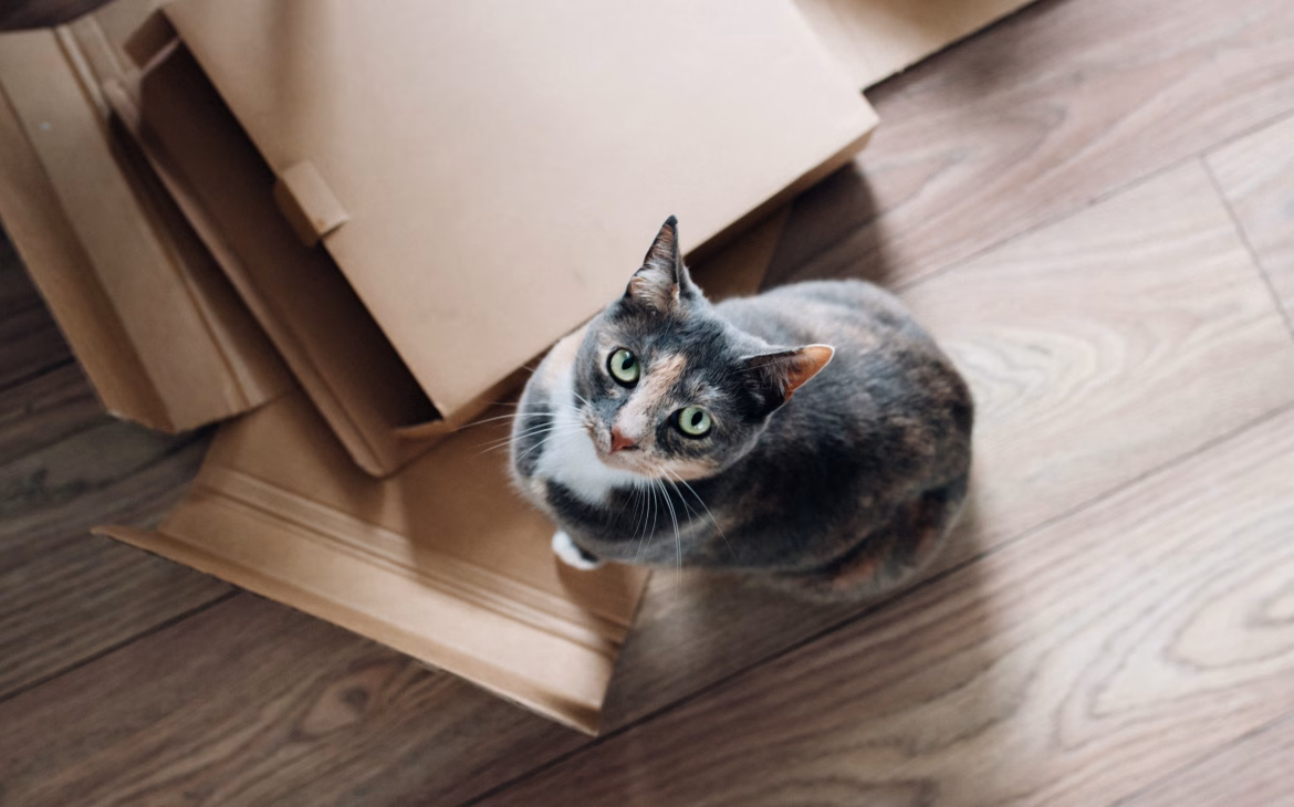 mudanzas con gatos