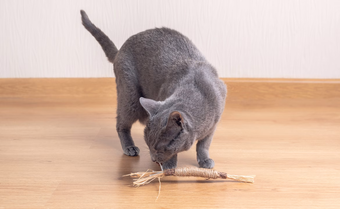 matatabi para gatos que es
