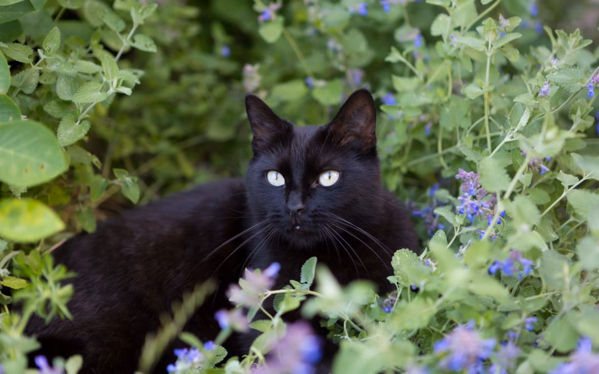 catnip para gatos que es nepeta cataria